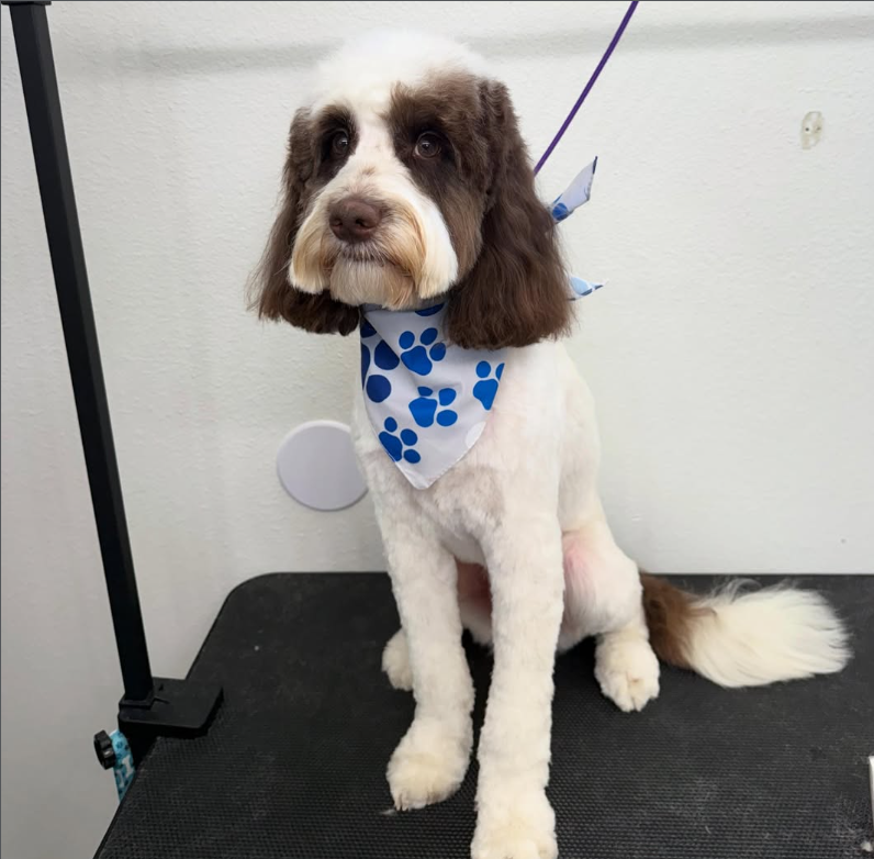 Pet grooming client transformation
